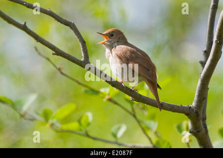 Nightingale (Luscinia megarhynchos), chant, Thuringe, Allemagne Banque D'Images