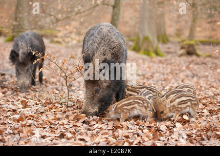 Le sanglier (Sus scrofa), les truies et porcelets, captive, Rhénanie du Nord-Westphalie, Allemagne Banque D'Images