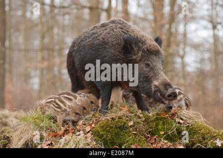 Le sanglier (Sus scrofa), cahier des charges et les porcelets, captive, Rhénanie du Nord-Westphalie, Allemagne Banque D'Images