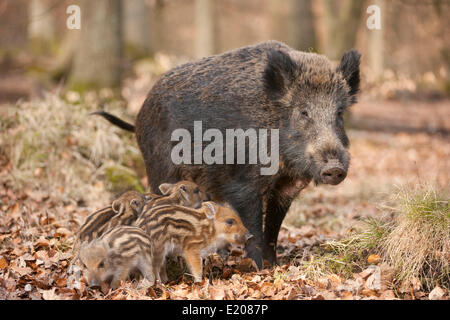 Le sanglier (Sus scrofa), cahier des charges et les porcelets, captive, Rhénanie du Nord-Westphalie, Allemagne Banque D'Images