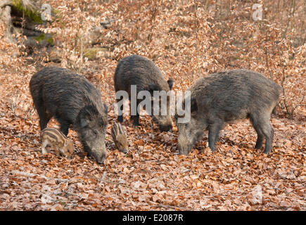 Le sanglier (Sus scrofa), les truies avec porcelets, captive, Rhénanie du Nord-Westphalie, Allemagne Banque D'Images