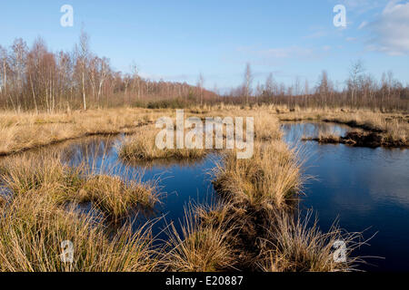 Renaturé moor domaine où la tourbe a été coupé, grosses Moor Nature Reserve, près de Wolfenbüttel, Basse-Saxe, Allemagne Banque D'Images