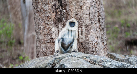 Gray langur (Semnopithecus sp.) assis sur la pierre, Mudumalai Wildlife Sanctuary, Tamil Nadu, Inde Banque D'Images