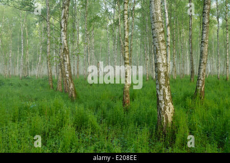 Forêt de bouleau pubescent ou le bouleau blanc (Betula pubescens) dans un léger brouillard, parc national de Biebrza, Pologne Banque D'Images