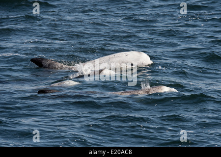 Dauphin de Risso (Grampus griseus) à la surface. Monterey, Californie, l'océan Pacifique. Banque D'Images