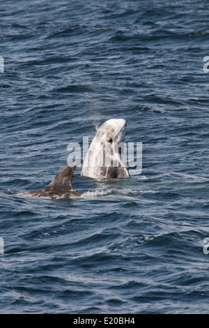 Dauphin de Risso (Grampus griseus) spyhopping. Monterey, Californie, l'océan Pacifique. Banque D'Images