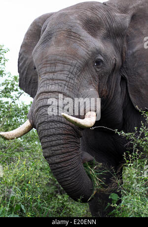 Vieux éléphant africain, afrique du sud Banque D'Images