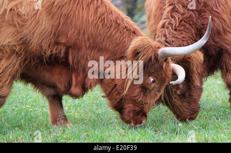 La lutte contre les vaches Highland Banque D'Images