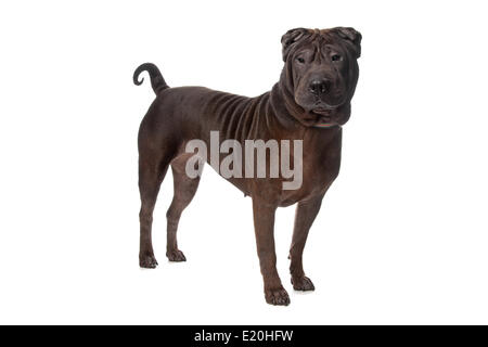 Shar pei Banque D'Images