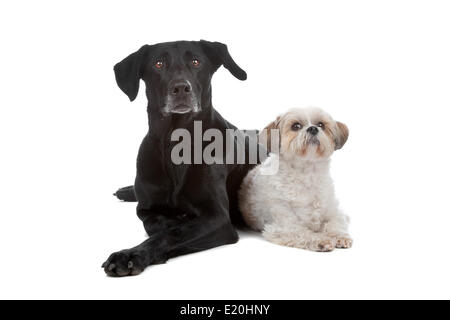 Deux chiens de race mixte Banque D'Images