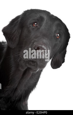 Flat Coated Retriever dog Banque D'Images