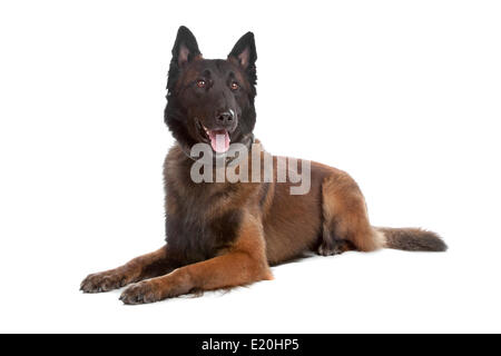 Chien de Berger Belge Banque D'Images