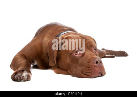 Mélanger bull mastiff,tosa inu Banque D'Images