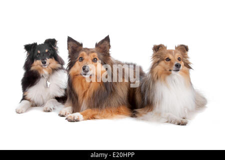 Shetland Sheepdogs(Shelty) Banque D'Images