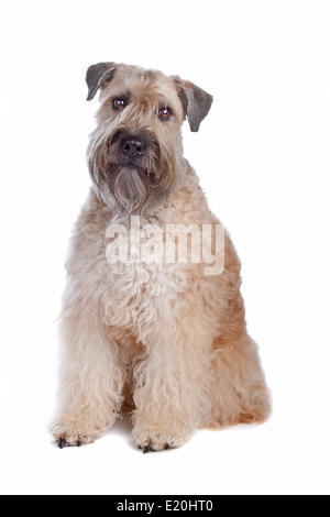 Wheaten Terrier dog Banque D'Images