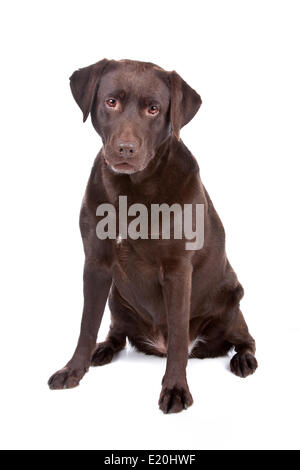 Chien Labrador retriever chocolat Banque D'Images