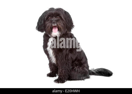 Shi ztu terrier tibétain mix Banque D'Images
