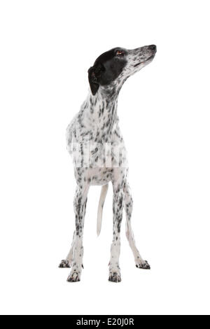 Greyhound chien blanc avec des taches noires Banque D'Images