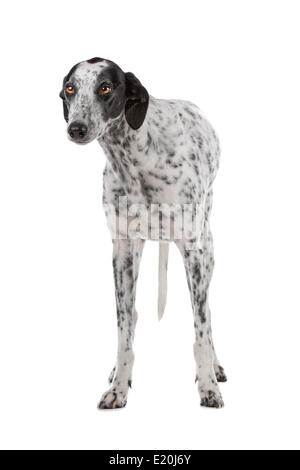 Greyhound chien blanc avec des taches noires Banque D'Images