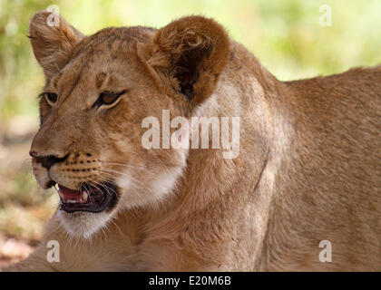 Lionne en Afrique du Sud Banque D'Images