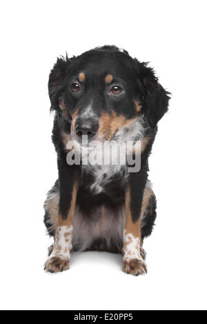 Mixed breed dog, kooiker, Pointeur Frison Banque D'Images