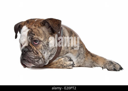 Bulldog anglais Banque D'Images