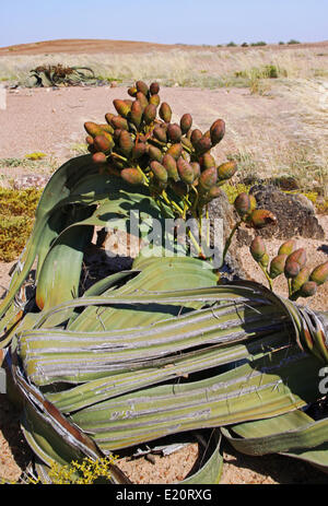 Welwitschia mirabilis, Namibie Banque D'Images