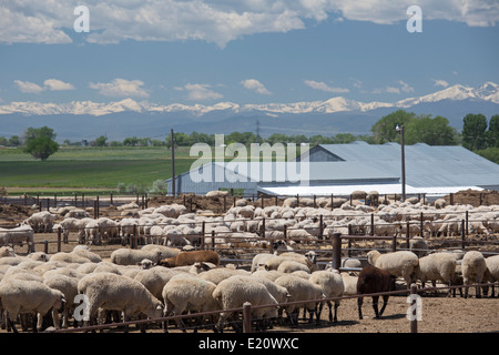 Greeley, Colorado - Moutons dans un parc d'engraissement sous les montagnes Rocheuses. Banque D'Images