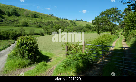 Carmarthenshire Llanwrda Wales UK, 12 juin 2014. Foin fraîchement tondue apparaissent comme de l'été glorieux et ciel bleu dans l'ouest du pays de Galles fournissent les conditions parfaites pour les agriculteurs à couper le foin et l'ensilage. Kathy deWitt/Alamy Live News Banque D'Images