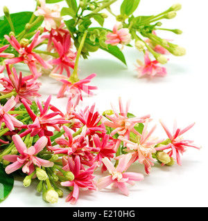 Belles fleurs rampantes Rangoon (Quisqualis indica), isolé sur fond blanc Banque D'Images