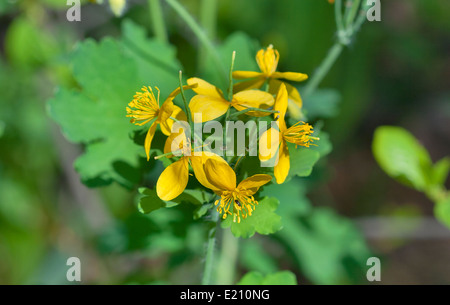 Chélidoine plus belles fleurs jaune macro Banque D'Images