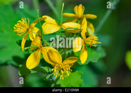 Chélidoine plus belles fleurs jaune macro Banque D'Images