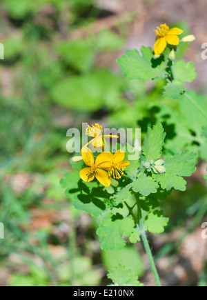 Chélidoine plus belles fleurs jaune macro Banque D'Images