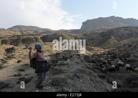 Dhe, Mustang, au Népal. 20 mai, 2014. Un Loba herder lance une pierre pour diriger son troupeau de chèvres à la fin d'une journée le pâturage dans les collines autour de Dhe. Dhe village a été confrontée à une grave pénurie d'eau depuis plus de 10 ans, avec au moins la moitié de ses maisons d'être abandonné en raison de l'impossibilité de faire pousser les cultures. Le village est de faire des plans pour quitter leurs terres traditionnelles à un nouvel emplacement moins dépendants de la fonte saisonnière. © Taylor Weidman/ZUMA/ZUMAPRESS.com/Alamy fil Live News Banque D'Images