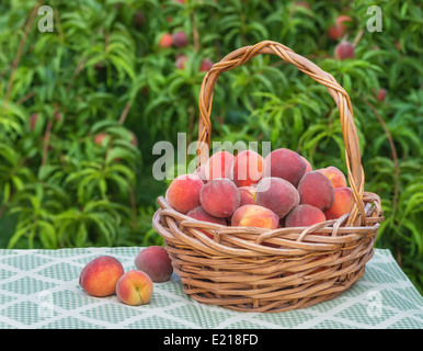 Les pêches fraîchement cueillis dans panier en jardin, Peach Tree background Banque D'Images