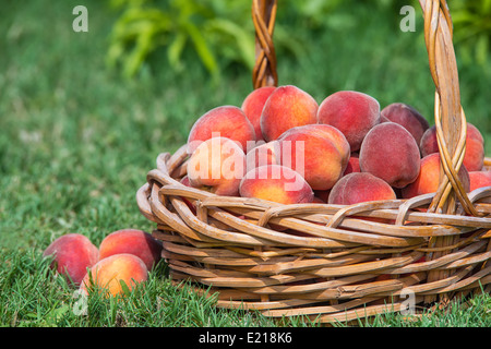 Les pêches fraîchement cueillis dans panier sous peach tree in garden Banque D'Images