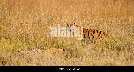 Deux jeunes tigres en herbage, bandhavgarh national park le Madhya Pradesh Inde Asie Banque D'Images