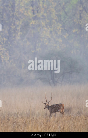 Cheetal masculins dans les prairies ouvertes Bandhavgarh National Park Le Madhya Pradesh Inde Asie Banque D'Images