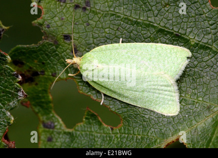 Tordeuse du chêne vert (Tortrix viridana) alias chêne européen obliques ou chêne vert amphibien Banque D'Images