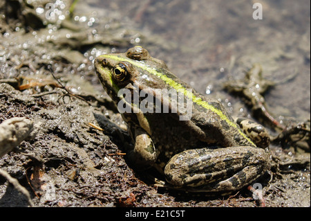 Grenouille avec une couleur vive sous la chaleur du soleil à un marais Banque D'Images