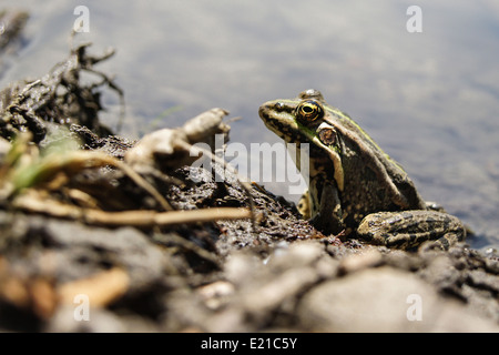 Grenouille avec une couleur vive sous la chaleur du soleil à un marais Banque D'Images