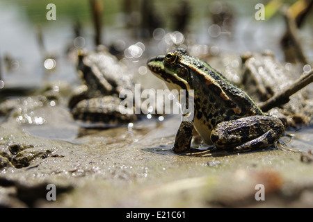 Grenouille avec une couleur vive sous la chaleur du soleil à un marais Banque D'Images