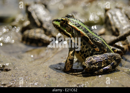 Grenouille avec une couleur vive sous la chaleur du soleil à un marais Banque D'Images