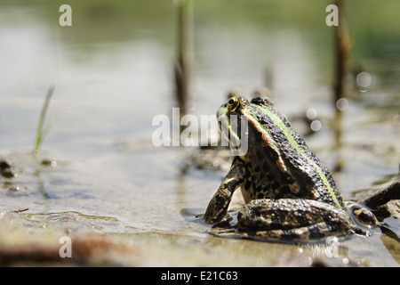 Grenouille avec une couleur vive sous la chaleur du soleil à un marais Banque D'Images