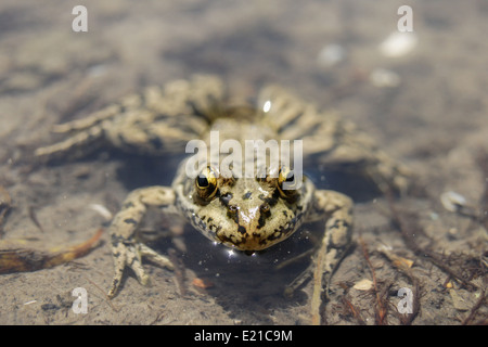 Grenouille avec une couleur vive sous la chaleur du soleil à un marais Banque D'Images