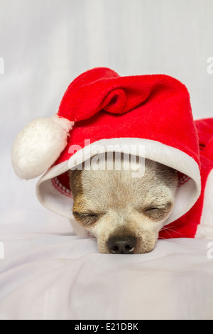 Chihuahua portant un chapeau de Noël isolé sur fond blanc Banque D'Images