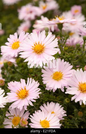 Bouton de riz 'Silberblaukissen' Aster Banque D'Images