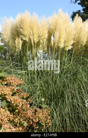 L'herbe de la Pampa - cortaderia selloana Banque D'Images