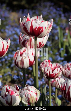 Fin Double tulip 'Carneval de Nice" Banque D'Images