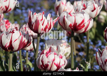 Fin Double tulip 'Carneval de Nice" Banque D'Images